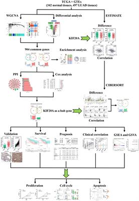 An evaluation of KIF20A as a prognostic factor and therapeutic target for lung adenocarcinoma using integrated bioinformatics analysis